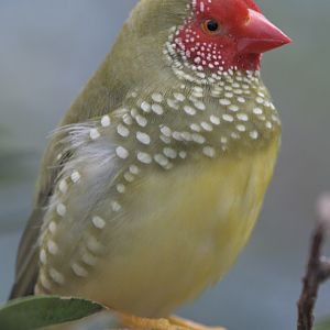 Star finch