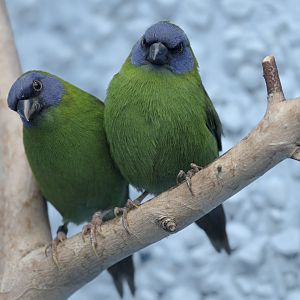 Blue-faced parrot finches
