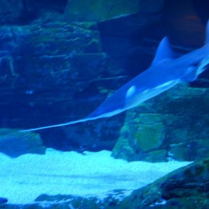 Freshwater (Largetooth) Sawfish