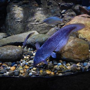 Tandanus Catfish (Eel-Tailed Catfish)