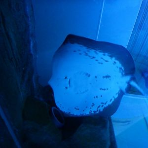 Freshwater Whiptail Ray