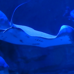 Freshwater Whiptail Ray