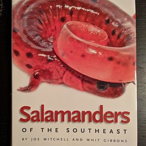 Salamanders of the Southeast