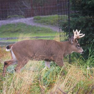 Sitka Blacktail Deer
