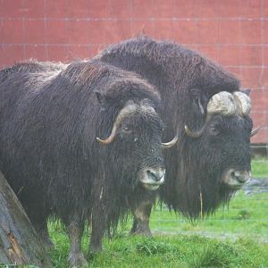 Muskox cow and bull.