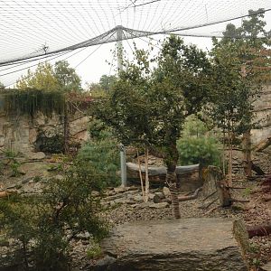 Snow Leopard enclosure