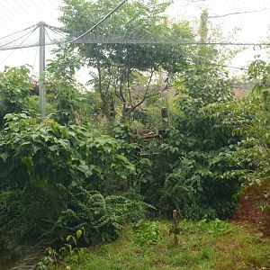 Clouded Leopard enclosure