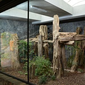 Clouded Leopard indoors