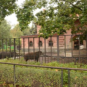 Pachyderm house - Lowland Tapir enclosure
