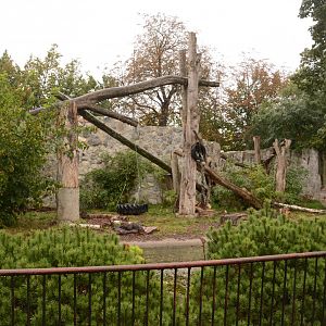 Asian Black Bear enclosure