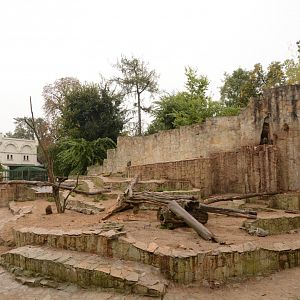 Olive Baboon enclosure