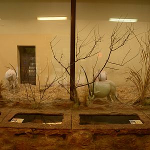 Desert house - Hedgehog enclosure, oryx indoors