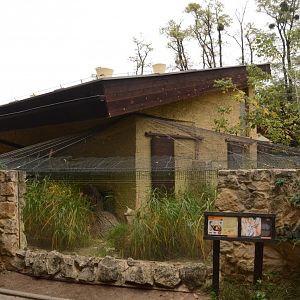 Fennec Fox enclosure