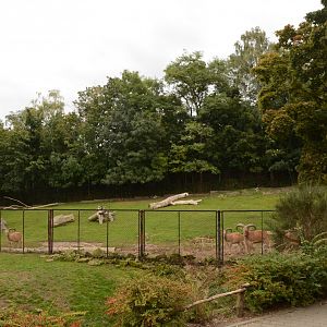 Libyan Barbary Sheep enclosure