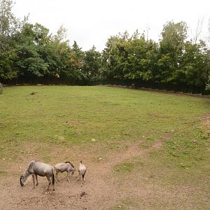 White-bearded Wildebeest paddock