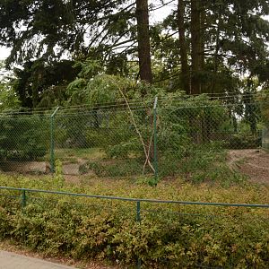 African Wild Dog enclosure