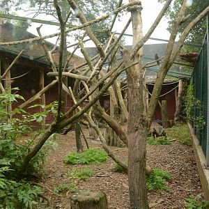 Aloatran Gentle Lemur enclosure