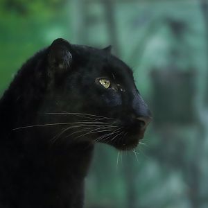 Black leopard