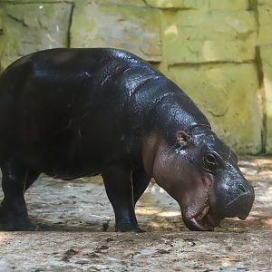Pygmy Hippo