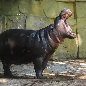 Pygmy Hippo