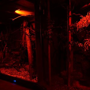 White-tailed Antsangy enclosure