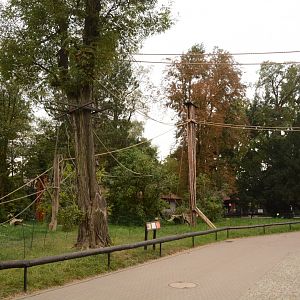 Red-ruffed Lemur outdoors
