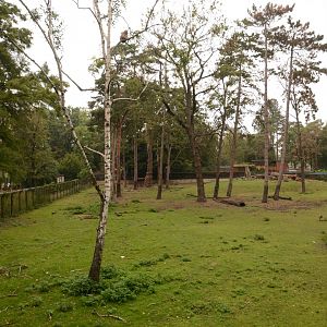 Barbary Macaque & Mouflon enclosure