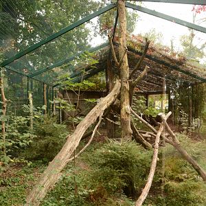 European Wild Cat enclosure