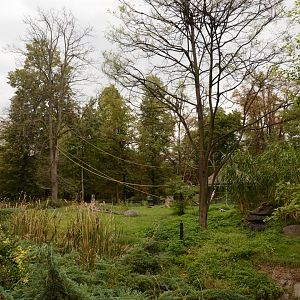 Ring-tailed Lemur enclosure