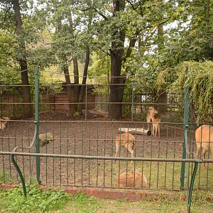 Barasingha paddock