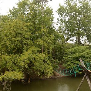 White-cheeked Gibbon island
