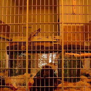 Chimpanzee indoors