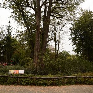 Yellow-breasted Capuchin enclosure
