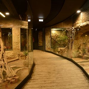 Reptile house - Komodo Dragon enclosures