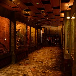 Reptile house - Monitor Lizards and small crocodiles