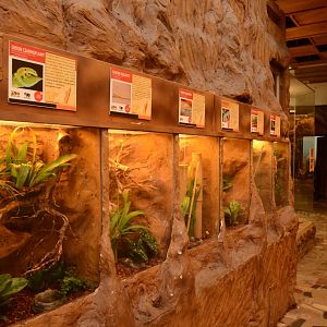 Reptile house - Phelsuma spec.