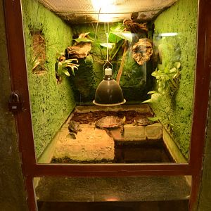 Reptile house - tiny turtle tank