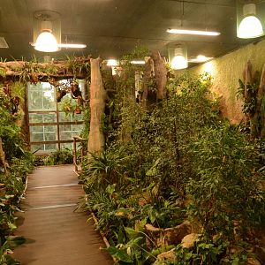 Reptile house - butterfly walkthrough