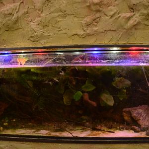 Reptile house - Titicaca Frog tank
