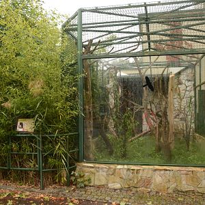 Red-and-white Flying Squirrel outdoors