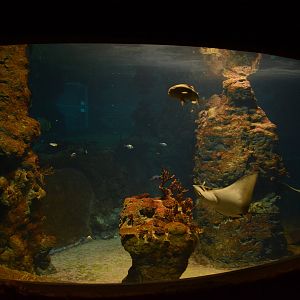 Afrykarium - Red sea tank