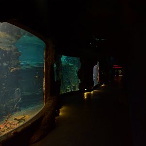 Afrykarium - Red sea tank