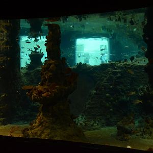 Afrykarium - Red sea tank and awful cross-viewing