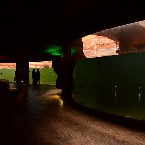 Afrykarium - Common Hippo underwater view