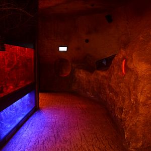 Afrykarium - Dormouse (left) and Aardvark burrow (right