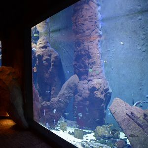 Afrykarium - Tanganyika tank