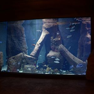 Afrykarium - Tanganyika tank