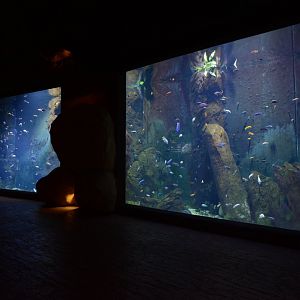 Afrykarium - Malawi tank