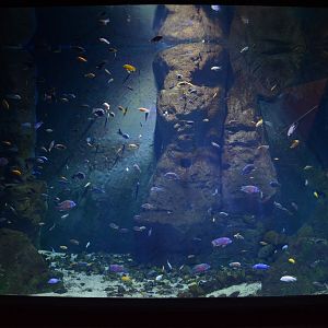 Afrykarium - Malawi tank