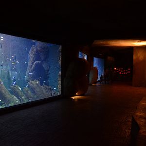Afrykarium - Cichlid tanks